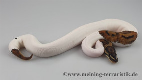 0.1 Python regius 
