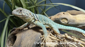 1.0 Halsbandleguan, Crotapytus collaris, DNZ 2022