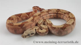 Boa constrictor imperator 