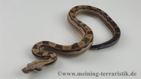 Boa constrictor imperator 