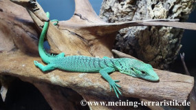 0.0.1 Varanus prasinus DNZ 8/2023