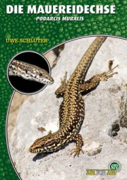 Die Mauereidechse - Podarcis muralis