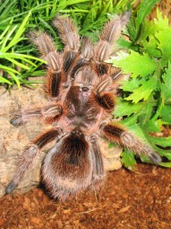 Grammostola rosea, Körper ca. 1 cm