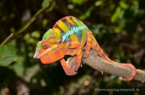 1,0 Furcifer pardalis DNZ 2022 