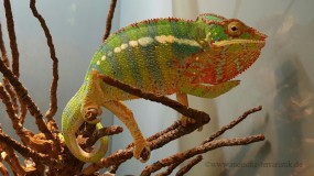 1,0 Furcifer pardalis DNZ 2022 