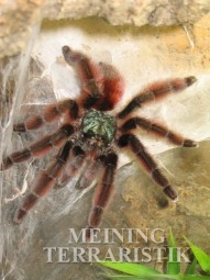 Caribena versicolor, Körperlänge ca. 2 cm Körper