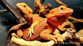Pogona vitticeps rot, DNZ 2023, ca. 30 cm
