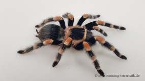 Brachypelma hamorii, Körperlänge ca. 2 cm
