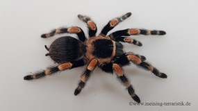 Brachypelma hamorii, Körperlänge ca. 2-3 cm