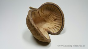 Buddha Nuss, ca. 10 - 15 cm