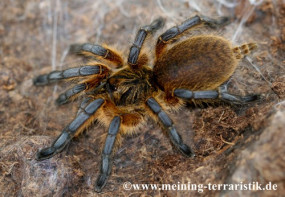 Harpactira pulchripes, Körper ca. 1 cm