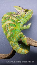 1,0 Chamaeleon calyptratus DNZ 2026, Körper ca. 12 cm