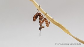 0,1 Asiatische Blütenmantis Körper ca. 3 cm