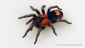 Cyriocosmus elegans, Körperlänge ca. 5 mm