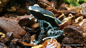 Pfeilgiftfrosch ( Dendrobates tinctorius 
