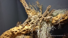 0,1 Pogona henrylawsoni DNZ 2020, ca. 25 cm Gesamtlänge