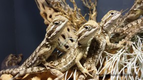 Pogona henrylawsoni DNZ 2025, ca. 15 - 20 cm Gesamtlänge