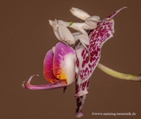 0,1 Orchideenmantis, Hymenopus coronatus L5