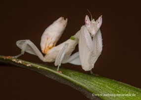 Orchideenmantis, Hymenopus coronatus, L3 - L4