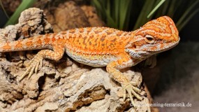 0.1 Pogona vitticeps, 