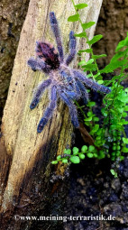 Ybyrapora diversipes, Körperlänge ca. 1 cm