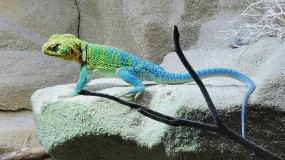 1,0 Halsbandleguan, Crotapytus collaris 