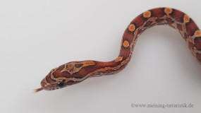 Pantherophis guttatus DNZ 2022