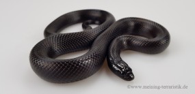 0,1 Lampropeltis nigrita DNZ 2021