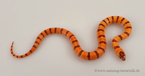 Lampropeltis leonis, Königsnatter, DNZ 2023