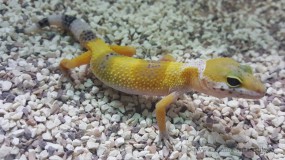 Eublepharis macularius DNZ 2022
