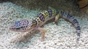 Leopardgecko, Eublepharis macularius DNZ 2021