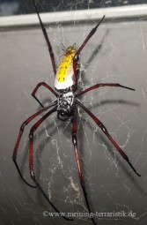 0.1 Nephila, Seidenspinne, ca. 1,5 cm Körperlänge