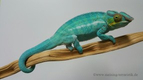 1,0 Furcifer pardalis NZ 2025 