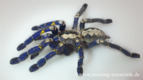 Poecilotheria metallica, ca. 2,5 - 3 cm Körper