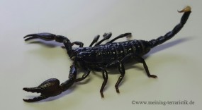 Pandinus imperator DNZ 2021, ca. 5 cm Körper