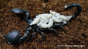 Pandinus imperator DNZ 2025, ca. 3 cm Körper