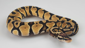 1,0 Python regius 