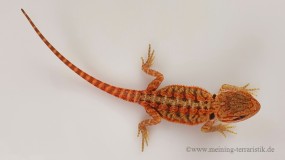 1,0 Pogona vitticeps 
