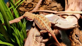 Pogona vitticeps 