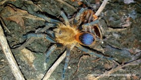 Pseudhapalopus sp. gelb blau, Körper ca. 1,5 cm