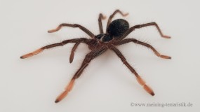 Theraphosa apophysis, Körperlänge ca. 6 cm