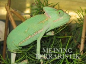 0,1 Chamaeleon calyptratus DNZ 2023, Körper ca. 7 cm, Weibchen