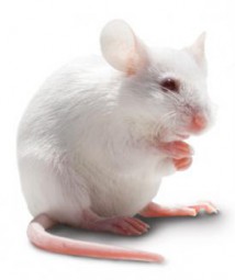 Maus groß lebend ca. 18g - 25g